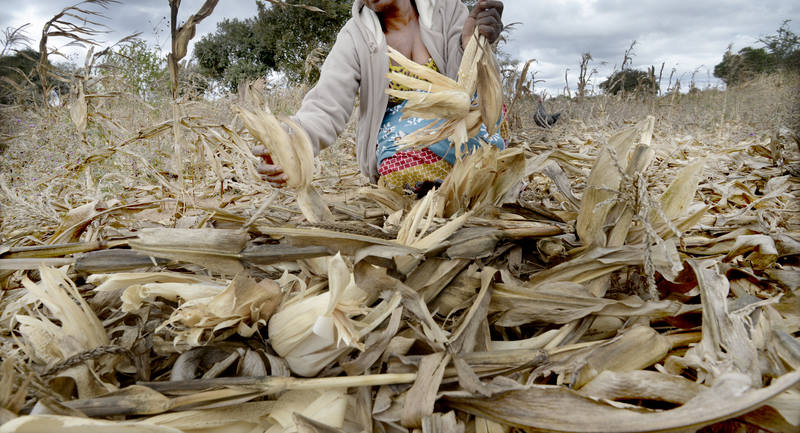Euronica Climate Change crops field Zambia