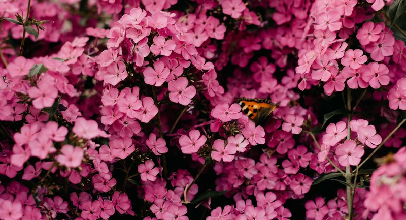 School fundraising - Lent 2022 - WEE BOX 3